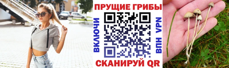 Галлюциногенные грибы Psilocybe  купить закладку  Волхов 